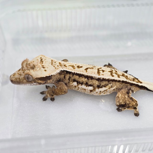 노멀 쿼드 풀핀