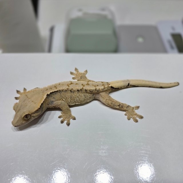 노멀 드리피 화이트스팟