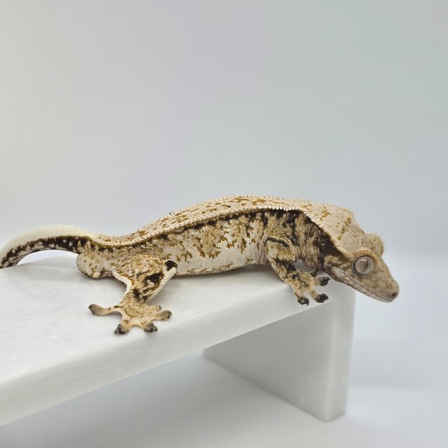 풀핀 드리피 트라이 익스트림할리퀸 노멀