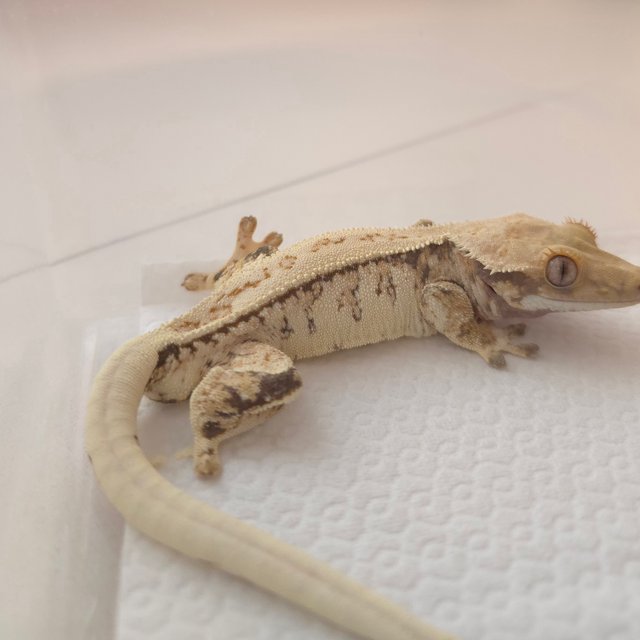 노멀 트라이 익스트림할리퀸