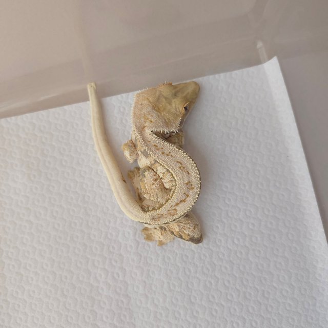 노멀 트라이 익스트림할리퀸