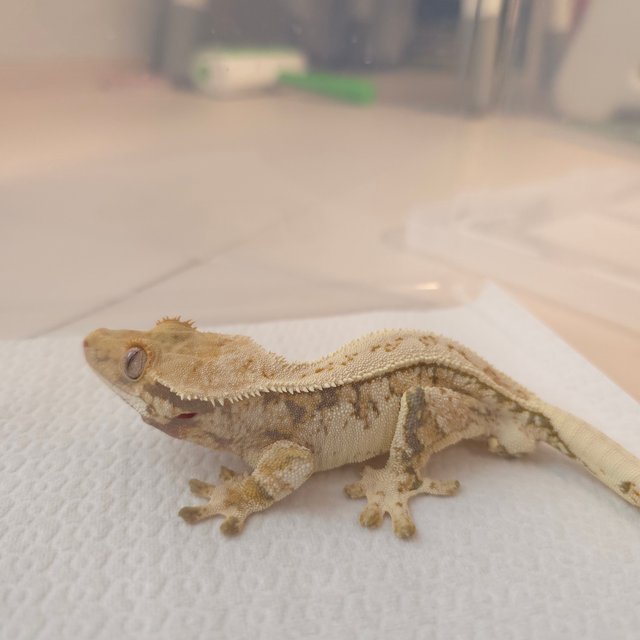 노멀 트라이 익스트림할리퀸