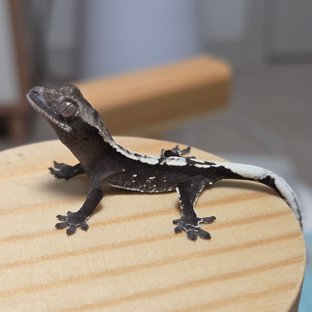 화이트포트홀 아잔틱