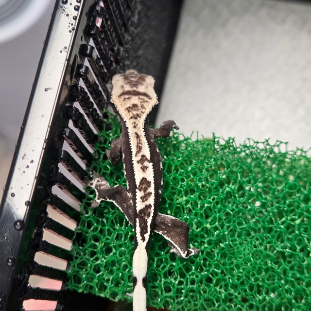 화이트포트홀 풀핀 아잔틱