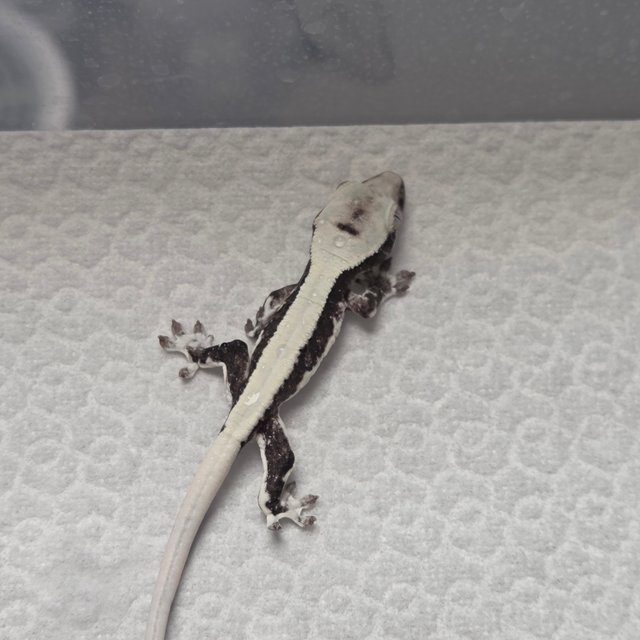 솔리드백 릴잔틱