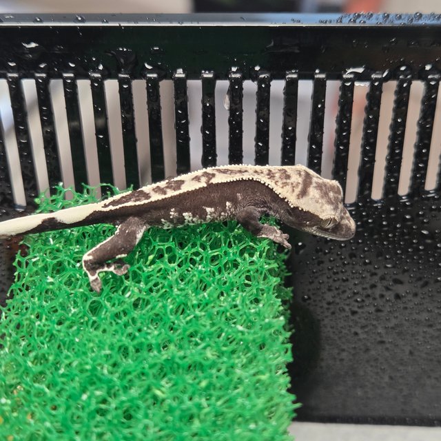 화이트포트홀 풀핀 아잔틱