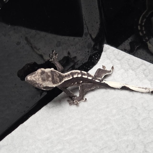 화이트포트홀 풀핀 아잔틱