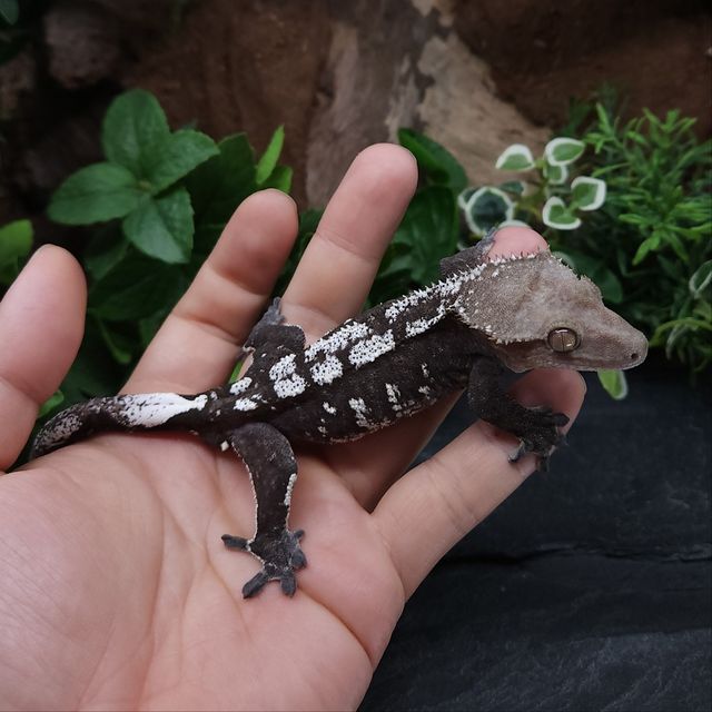 아잔틱