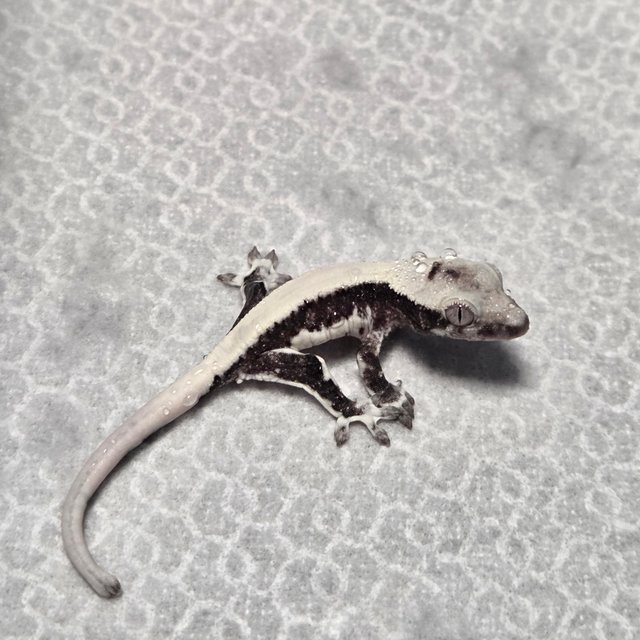 솔리드백 릴잔틱