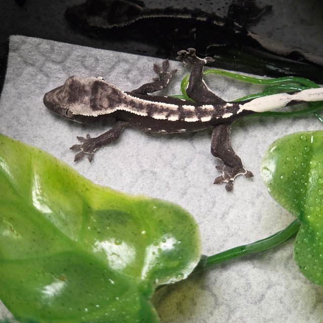 화이트포트홀 풀핀 아잔틱