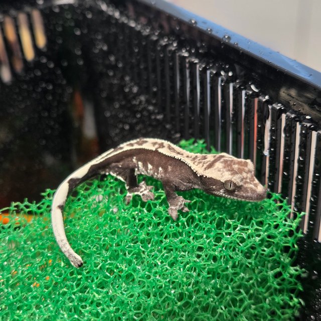 화이트포트홀 풀핀 아잔틱