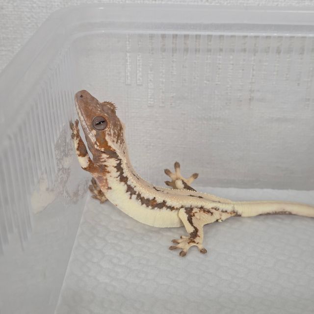 세이블 릴리100%헷아잔틱 릴리 세이블 100%헷아잔틱