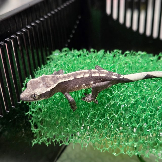 화이트포트홀 풀핀 아잔틱