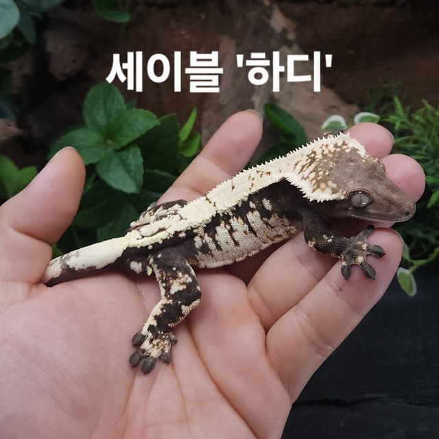 세이블