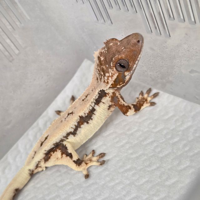 세이블 릴리100%헷아잔틱 릴리 세이블 100%헷아잔틱