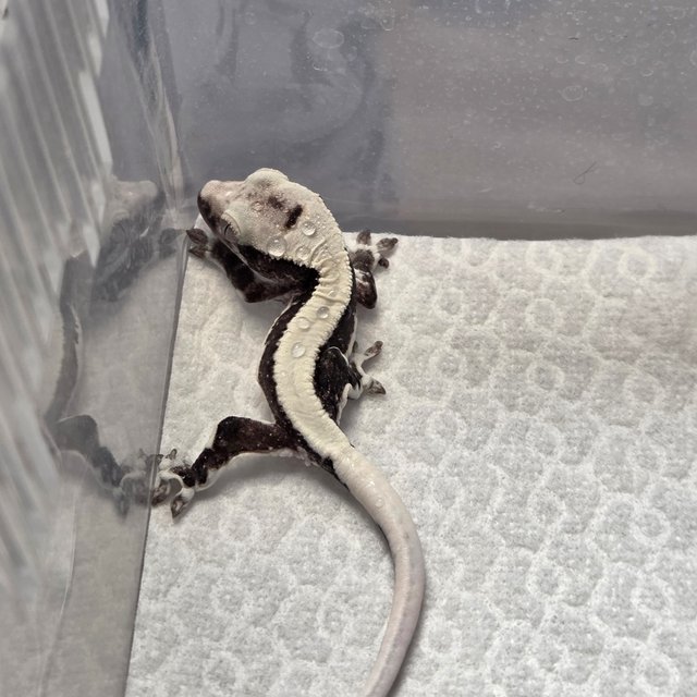 솔리드백 릴잔틱