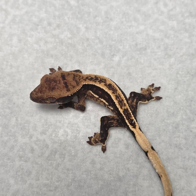 100%헷아잔틱 풀핀 쿼드