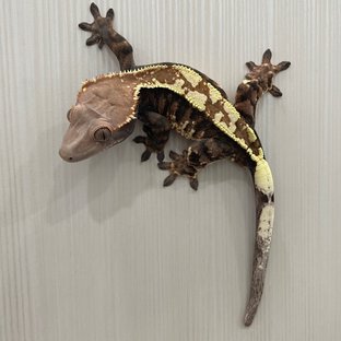 카푸치노