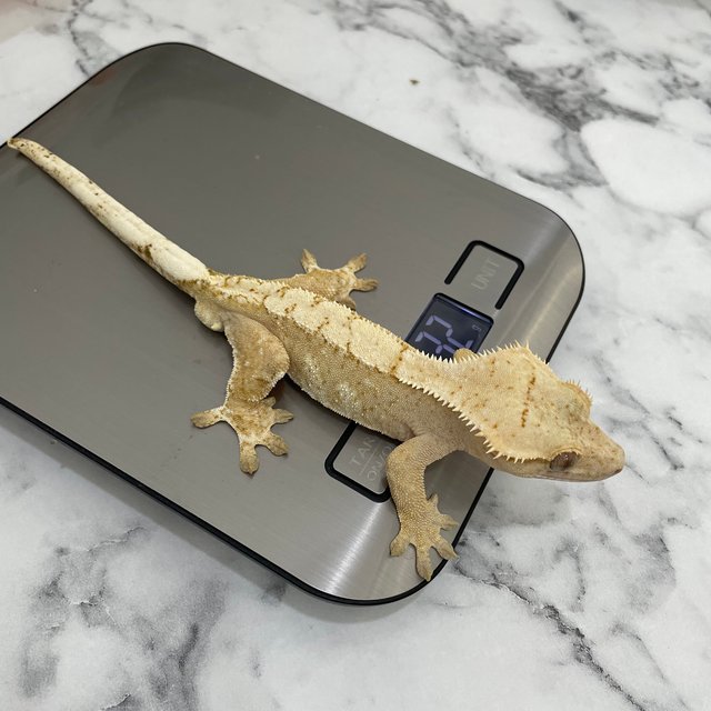 옐로우 크림시클