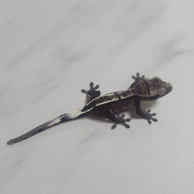 아잔틱