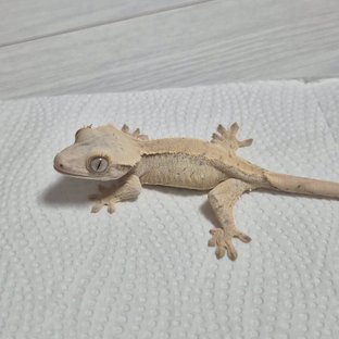 Normal Drippy White Spot White Tri