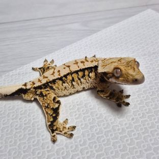 트라이