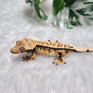 트라이