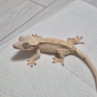 Normal Drippy White Spot White Tri