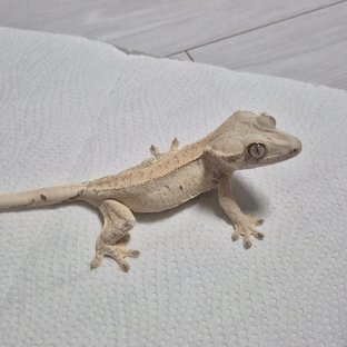 노멀 드리피 화이트스팟 화이트 트라이