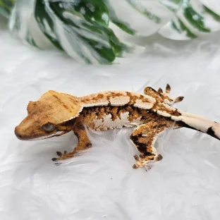 트라이 텐저린