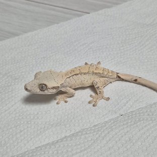 노멀 드리피 화이트스팟 화이트 트라이