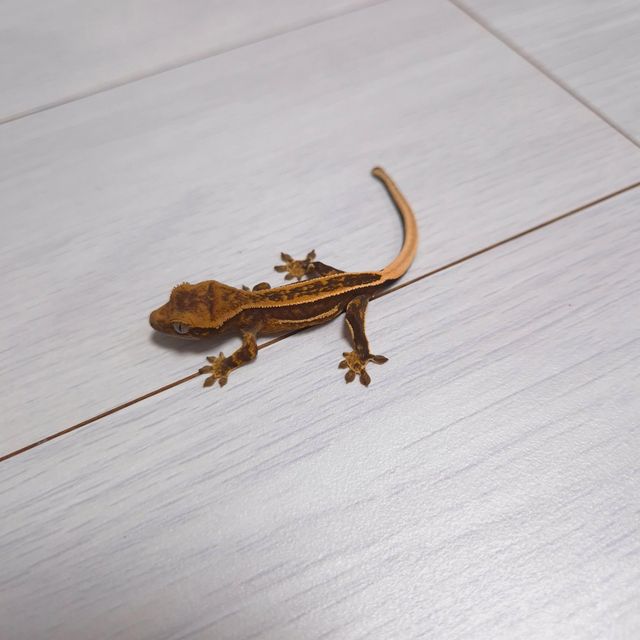 엠티백 풀핀