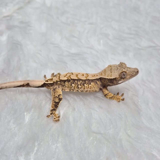 트라이