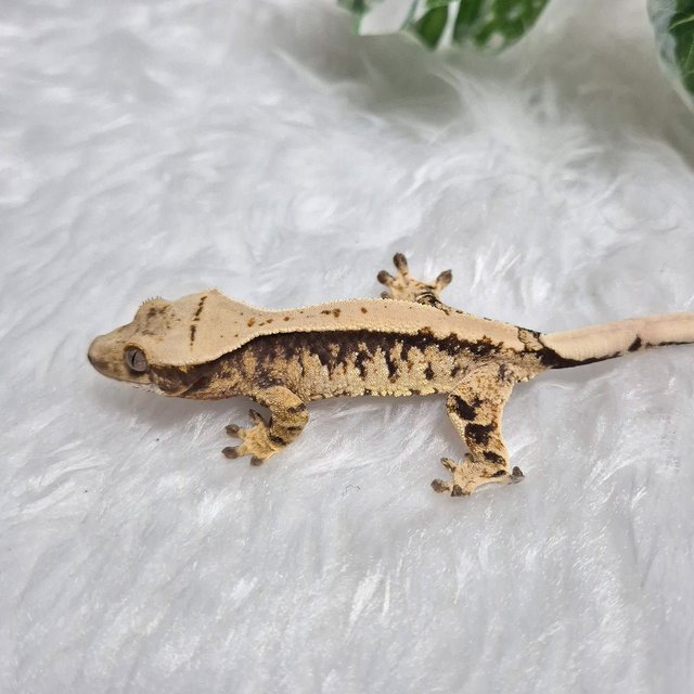 트라이