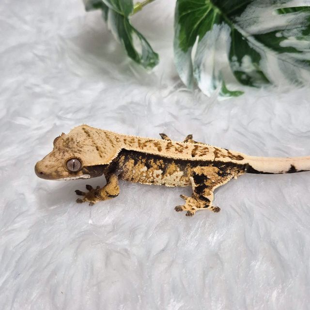 트라이