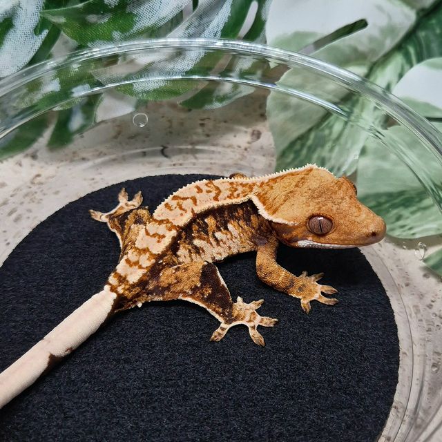 트라이
