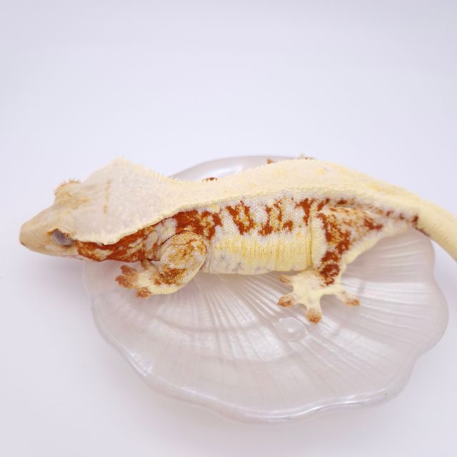 레드 릴리화이트