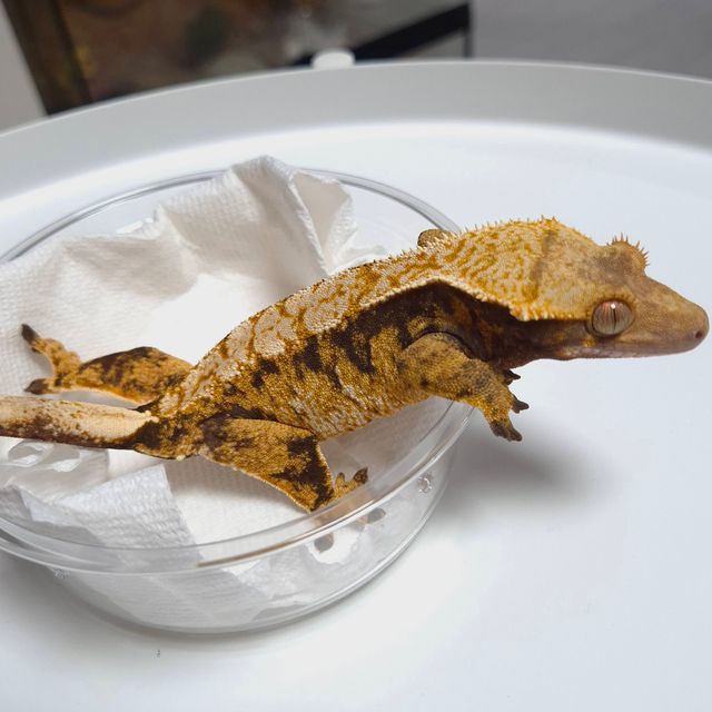 트라이
