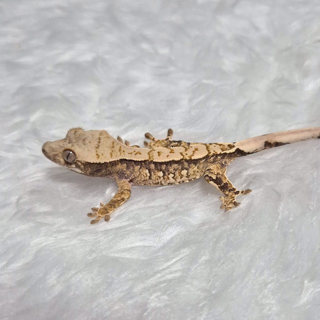 트라이
