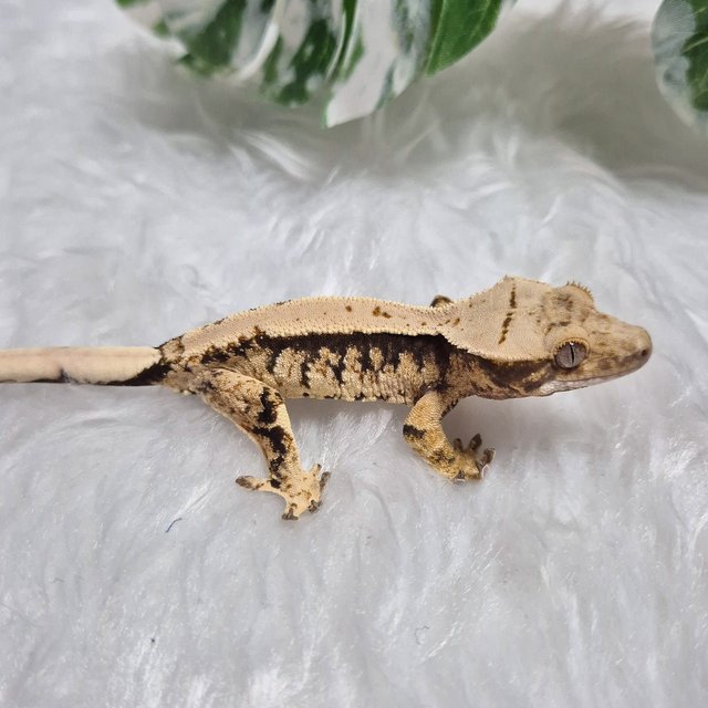 트라이