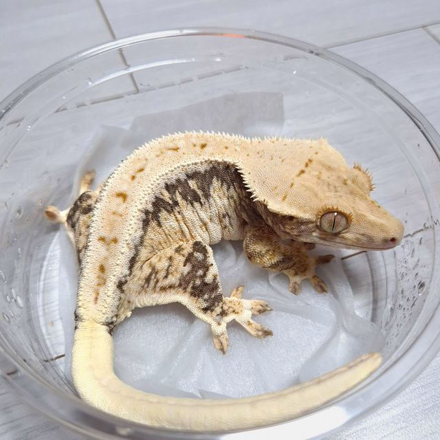 릴리화이트