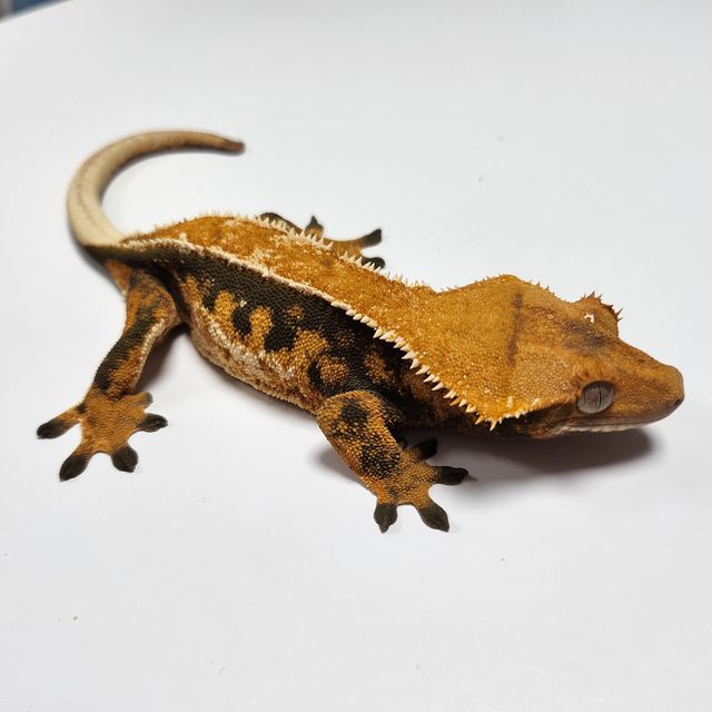 트라이