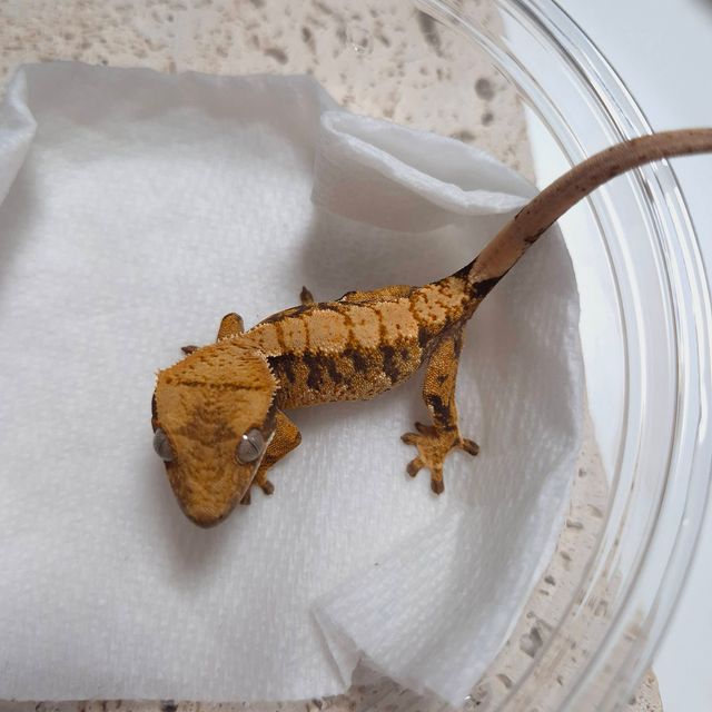 트라이
