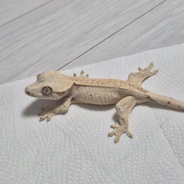 노멀 드리피 화이트스팟 화이트 트라이