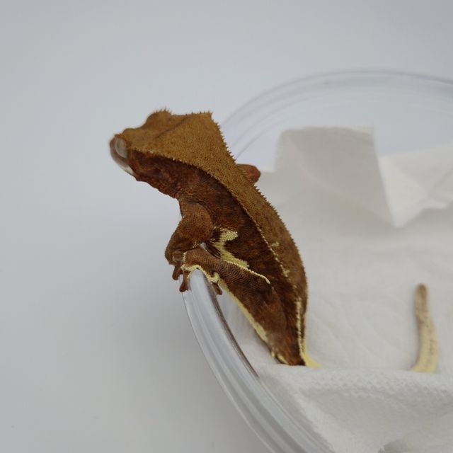 팬텀 다크 릴리화이트