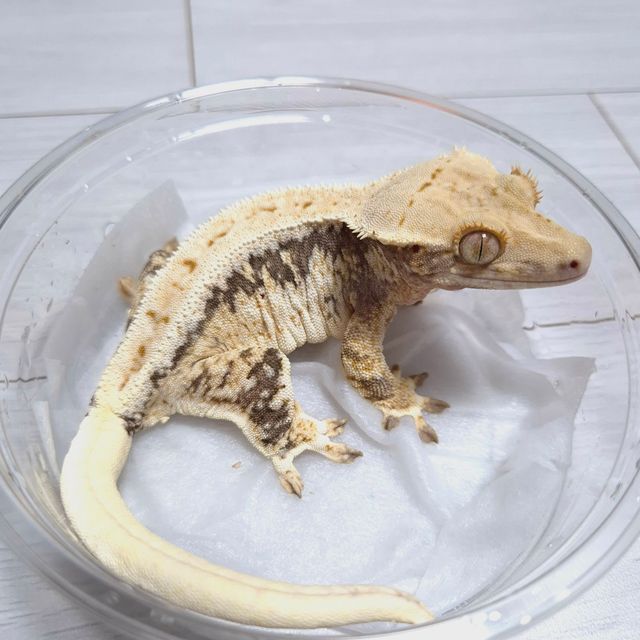 릴리화이트