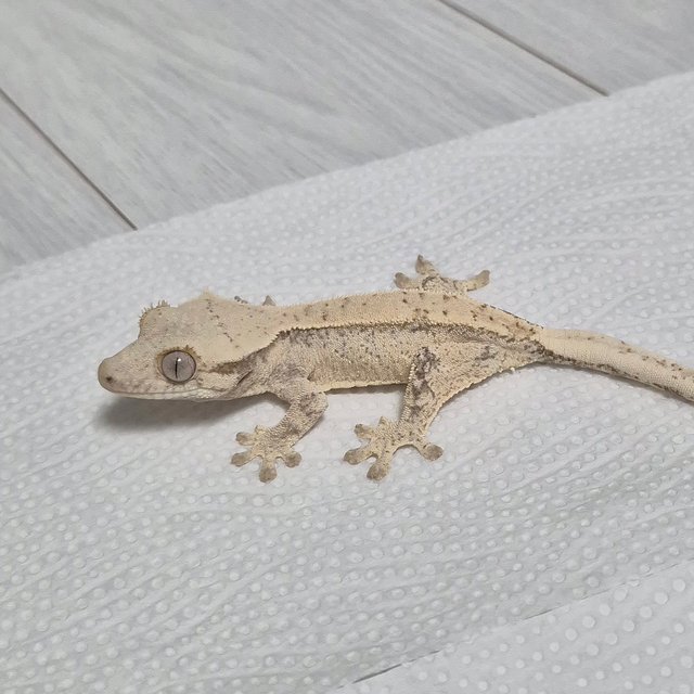 노멀 드리피 화이트스팟 화이트 트라이