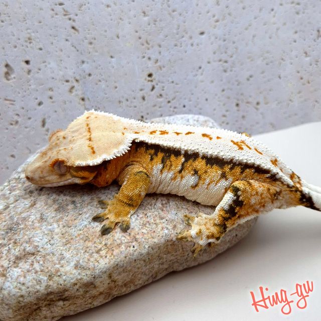 풀핀 트라이