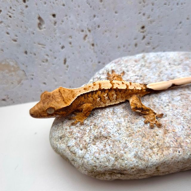 텐저린 트라이