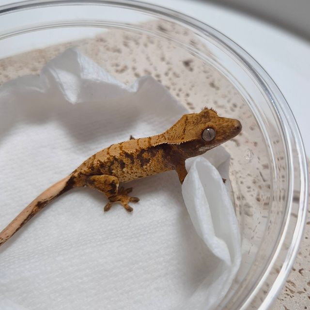 트라이
